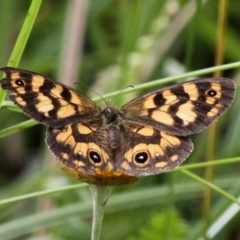 Heteronympha cordace (Bright-eyed Brown) at Paddys River, ACT - 4 Feb 2017 by HarveyPerkins