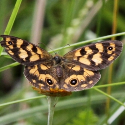 Heteronympha cordace (Bright-eyed Brown) at Paddys River, ACT - 4 Feb 2017 by HarveyPerkins