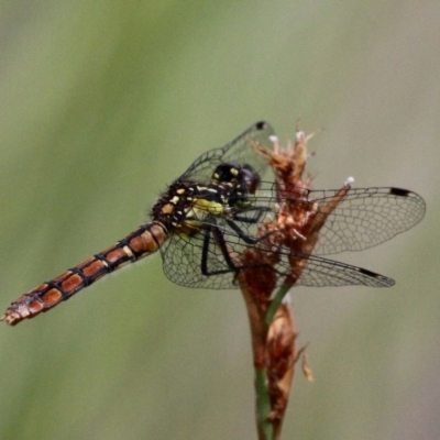 Nannophya dalei (Eastern Pygmyfly) at Paddys River, ACT - 4 Feb 2017 by HarveyPerkins