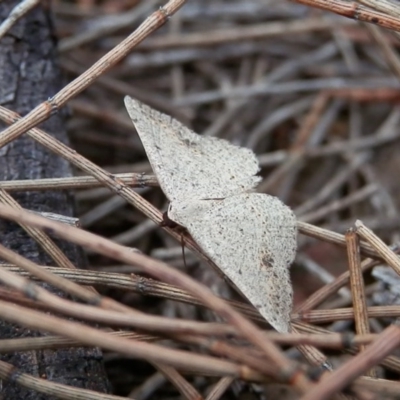 Taxeotis intextata (Looper Moth, Grey Taxeotis) at Mount Majura - 18 Nov 2015 by Qwerty