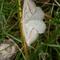 Taxeotis endela (Looper or geometer moth) at Canberra Central, ACT - 18 Nov 2015 by Qwerty