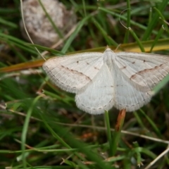 Taxeotis endela at Canberra Central, ACT - suppressed