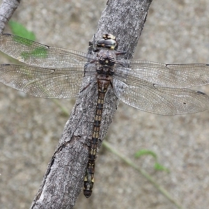 Austroaeschna atrata at Paddys River, ACT - 4 Feb 2017 03:06 PM