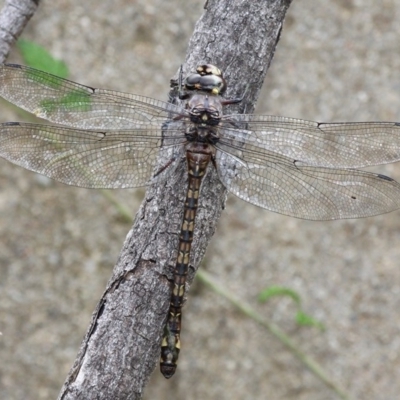 Austroaeschna atrata (Mountain Darner) at Paddys River, ACT - 4 Feb 2017 by HarveyPerkins