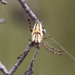 Plebs bradleyi (Enamelled spider) at Gibraltar Pines - 4 Feb 2017 by HarveyPerkins