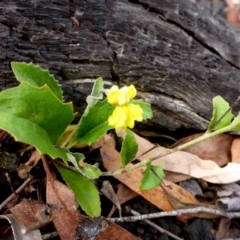 Goodenia hederacea subsp. hederacea (Ivy Goodenia, Forest Goodenia) at Point 5811 - 3 Feb 2017 by JanetRussell