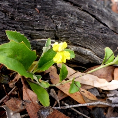 Goodenia hederacea subsp. hederacea (Ivy Goodenia, Forest Goodenia) at Point 5811 - 3 Feb 2017 by JanetRussell