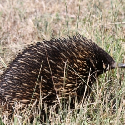 Tachyglossus aculeatus (Short-beaked Echidna) at Coree, ACT - 29 Jan 2017 by HarveyPerkins