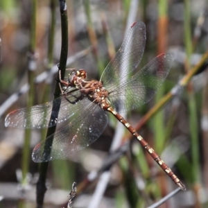 Archaeosynthemis orientalis at Cotter River, ACT - 29 Jan 2017 01:28 PM