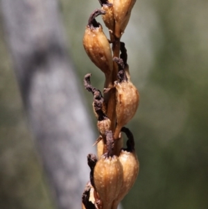 Gastrodia procera at Cotter River, ACT - suppressed