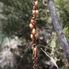 Gastrodia procera at Cotter River, ACT - suppressed