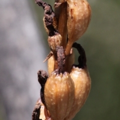 Gastrodia procera at Cotter River, ACT - suppressed