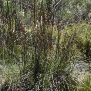 Baloskion australe at Cotter River, ACT - 29 Jan 2017 12:43 PM