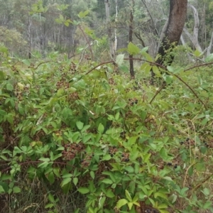 Rubus anglocandicans at Jerrabomberra, ACT - 5 Feb 2017