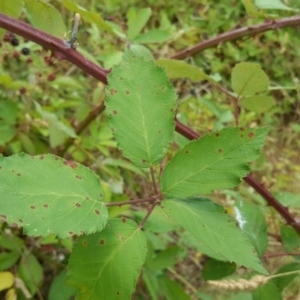 Rubus anglocandicans at Jerrabomberra, ACT - 5 Feb 2017