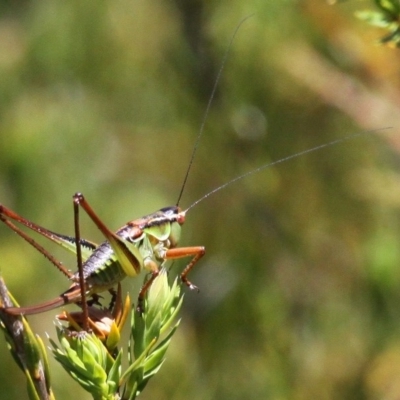 Chlorodectes montanus (Montane green shield back katydid) at Cotter River, ACT - 29 Jan 2017 by HarveyPerkins