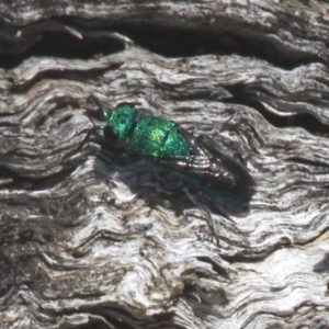 Primeuchroeus sp. (genus) at Namadgi National Park - 29 Jan 2017 02:11 PM