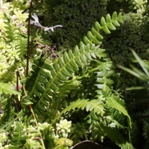 Blechnum penna-marina at Cotter River, ACT - 29 Jan 2017