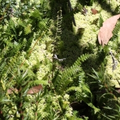 Blechnum penna-marina at Cotter River, ACT - 29 Jan 2017 02:00 PM