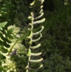 Blechnum penna-marina at Cotter River, ACT - 29 Jan 2017 02:00 PM