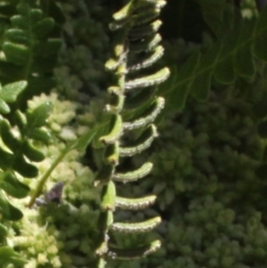 Blechnum penna-marina at Cotter River, ACT - 29 Jan 2017 02:00 PM