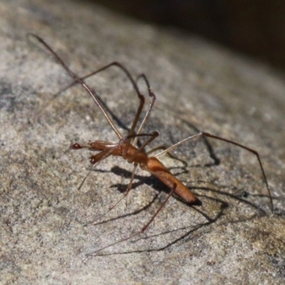 Tetragnatha sp. (genus) (Long-jawed spider) at Cotter River, ACT - 29 Jan 2017 by HarveyPerkins