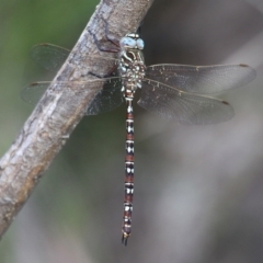 Austroaeschna unicornis (Unicorn Darner) at Cotter River, ACT - 29 Jan 2017 by HarveyPerkins