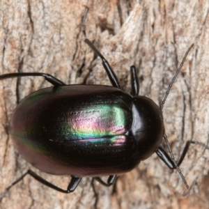 Chalcopteroides cupripennis at Gungahlin, ACT - 4 Feb 2017