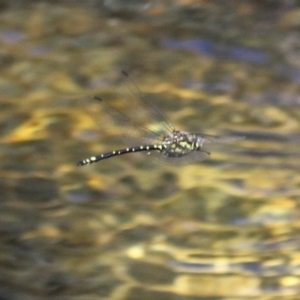 Eusynthemis virgula at Cotter River, ACT - 29 Jan 2017