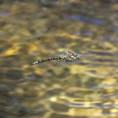 Eusynthemis virgula (Golden Tigertail) at Cotter River, ACT - 29 Jan 2017 by HarveyPerkins