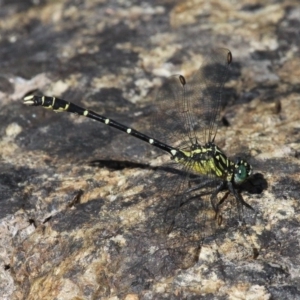 Hemigomphus gouldii at Cotter River, ACT - 29 Jan 2017