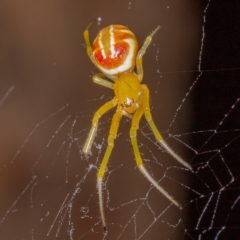 Deliochus pulcher (Beautiful Deliochus spider) at Mulligans Flat - 4 Feb 2017 by CedricBear