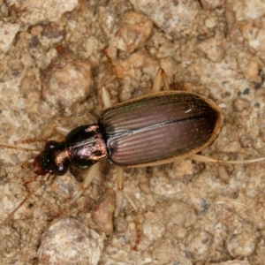 Chlaenius darlingensis at Gungahlin, ACT - 4 Feb 2017 09:10 PM