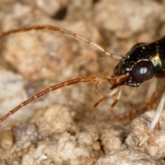 Chlaenius darlingensis at Gungahlin, ACT - 4 Feb 2017