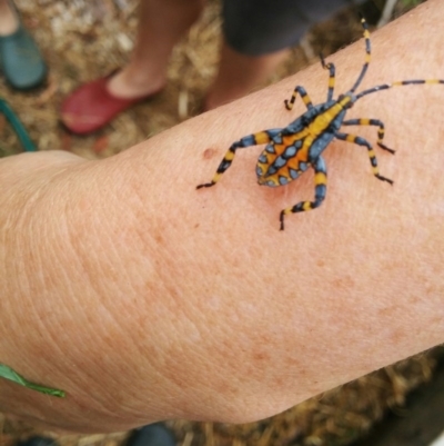 Amorbus sp. (genus) (Eucalyptus Tip bug) at Hughes, ACT - 4 Feb 2017 by millsey