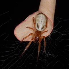 Phonognatha graeffei (Leaf Curling Spider) at Mulligans Flat - 4 Feb 2017 by CedricBear