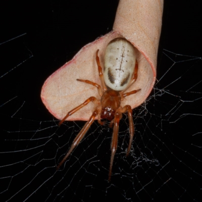 Phonognatha graeffei (Leaf Curling Spider) at Forde, ACT - 4 Feb 2017 by CedricBear