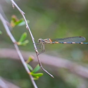 Austrolestes leda at Murrumbateman, NSW - 5 Feb 2017 09:25 AM