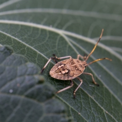 Poecilometis strigatus (Gum Tree Shield Bug) at Murrumbateman, NSW - 4 Feb 2017 by SallyandPeter