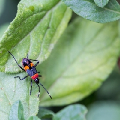 Dindymus versicolor (Harlequin Bug) at Murrumbateman, NSW - 4 Feb 2017 by SallyandPeter