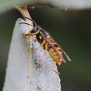 Vespula germanica at Paddys River, ACT - 4 Feb 2017