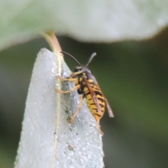 Vespula germanica at Paddys River, ACT - 4 Feb 2017