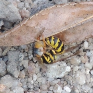 Vespula germanica at Paddys River, ACT - 4 Feb 2017