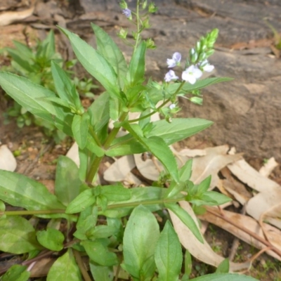 Veronica anagallis-aquatica (Blue Water Speedwell) at Mount Ainslie to Black Mountain - 2 Feb 2017 by JanetRussell