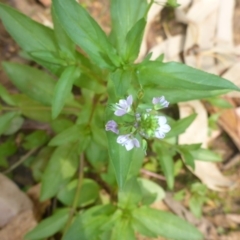 Veronica anagallis-aquatica at Parkes, ACT - 2 Feb 2017