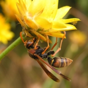 Polistes (Polistella) humilis at Kambah, ACT - 5 Feb 2017 04:44 PM