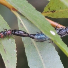 Tiphiidae (family) (Unidentified Smooth flower wasp) at Paddys River, ACT - 4 Feb 2017 by MichaelBedingfield