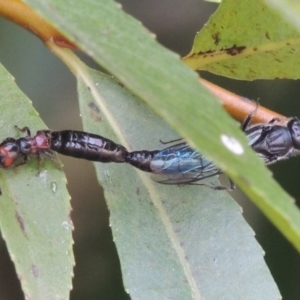 Tiphiidae (family) at Paddys River, ACT - 4 Feb 2017