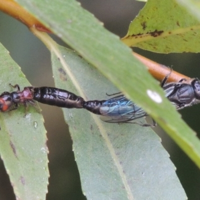 Tiphiidae (family) (Unidentified Smooth flower wasp) at Paddys River, ACT - 4 Feb 2017 by MichaelBedingfield