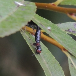 Tiphiidae (family) at Paddys River, ACT - 4 Feb 2017